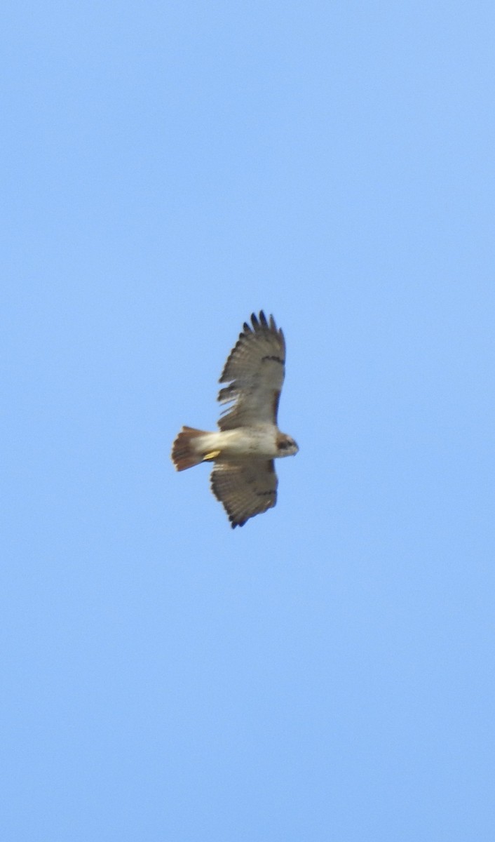Red-tailed Hawk - ML612173012