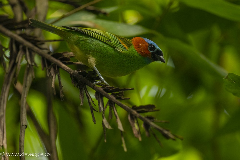 Red-necked Tanager - ML612173338