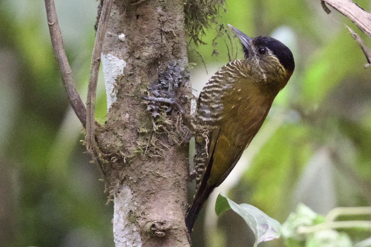 Bar-bellied Woodpecker - ML612173414