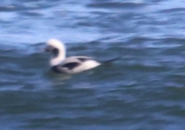 Long-tailed Duck - ML612173438
