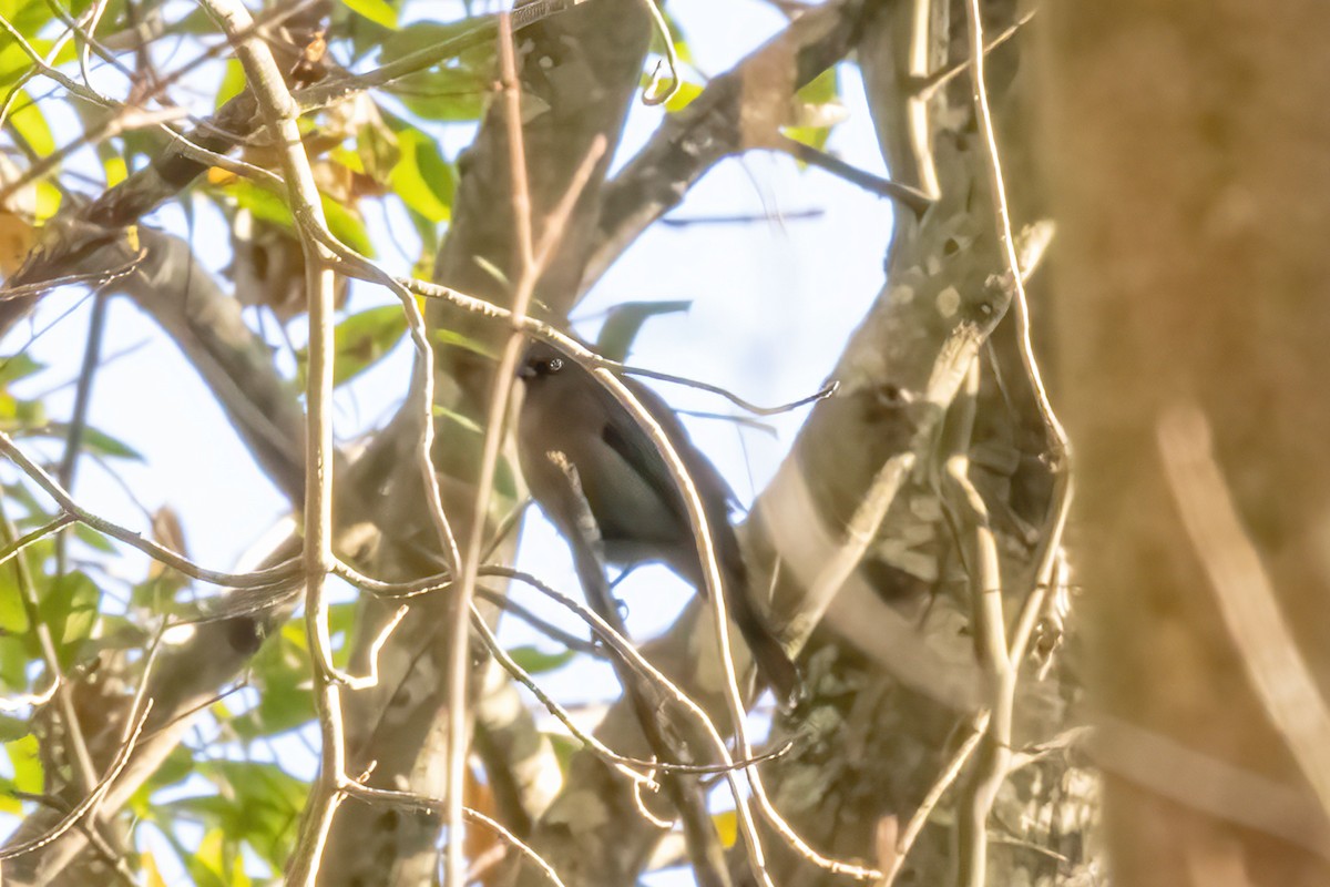 eBird Checklist 12 Dec 2023 Stumpy Lake Natural Area 43 species
