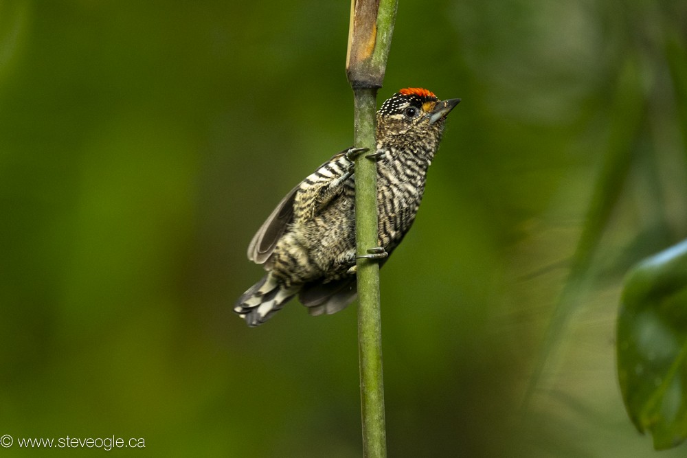 White-barred Piculet - ML612173608
