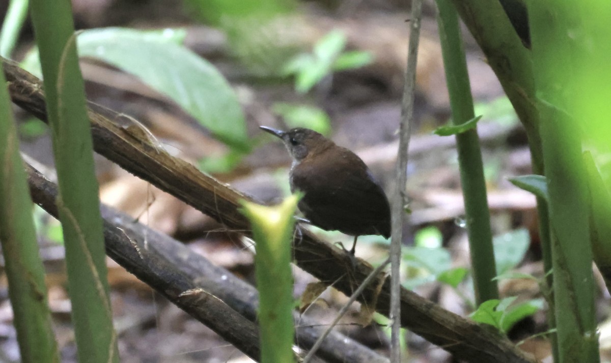 Scaly-breasted Wren (Scaly) - ML612173611