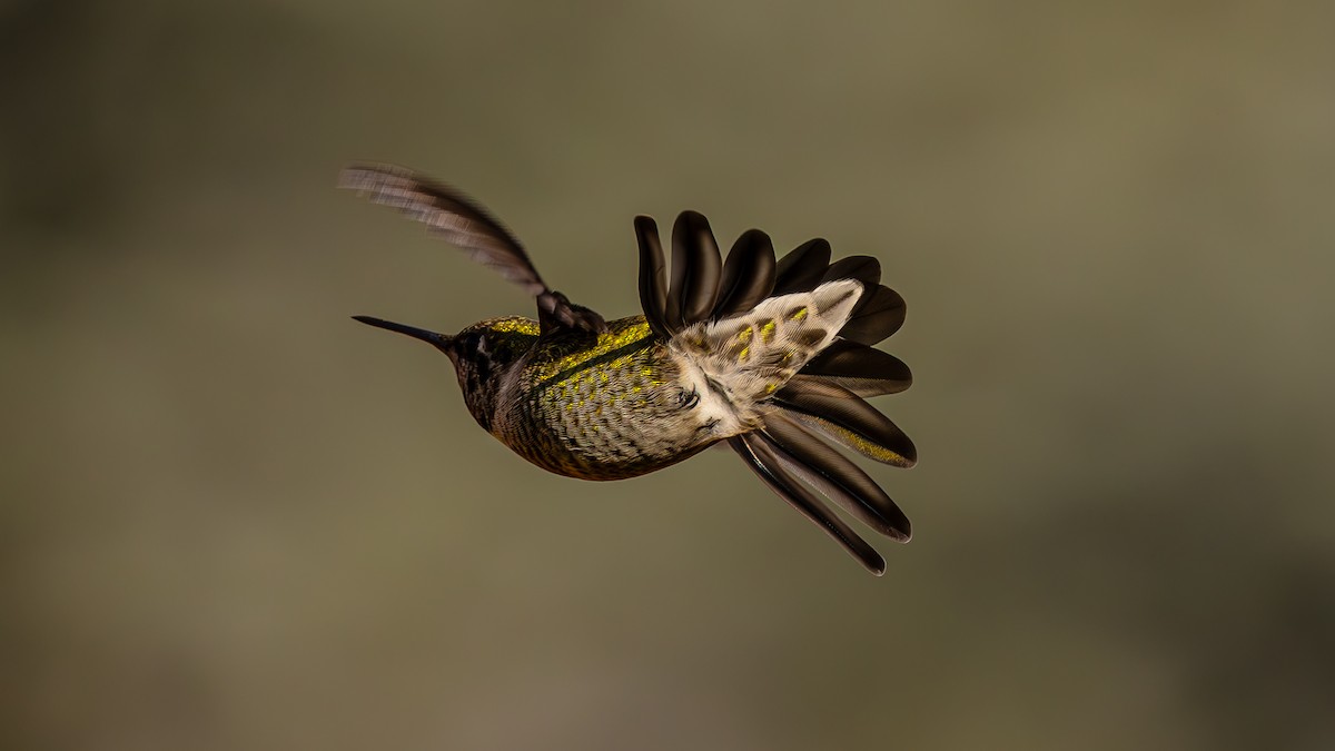 Anna's Hummingbird - ML612173743
