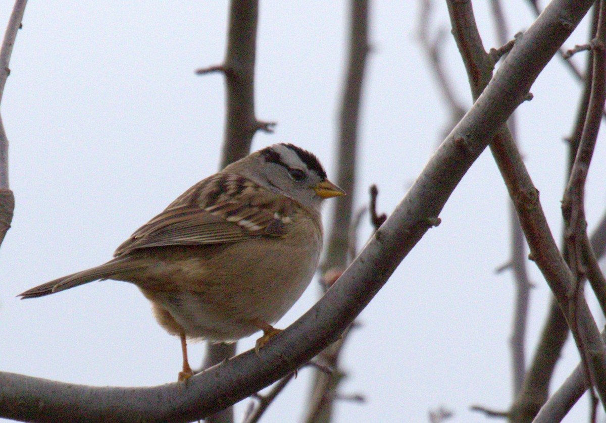 White-crowned Sparrow - ML612174018