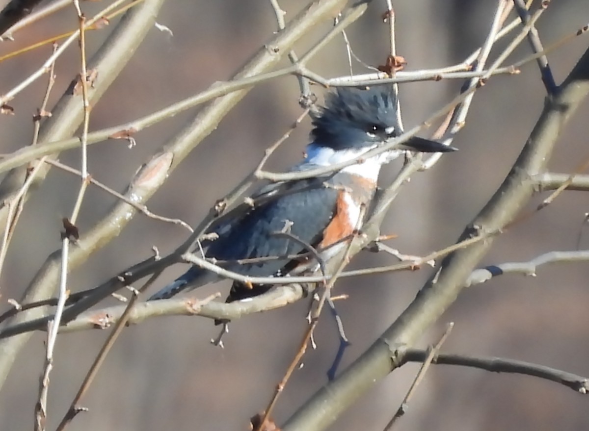 Belted Kingfisher - ML612174085