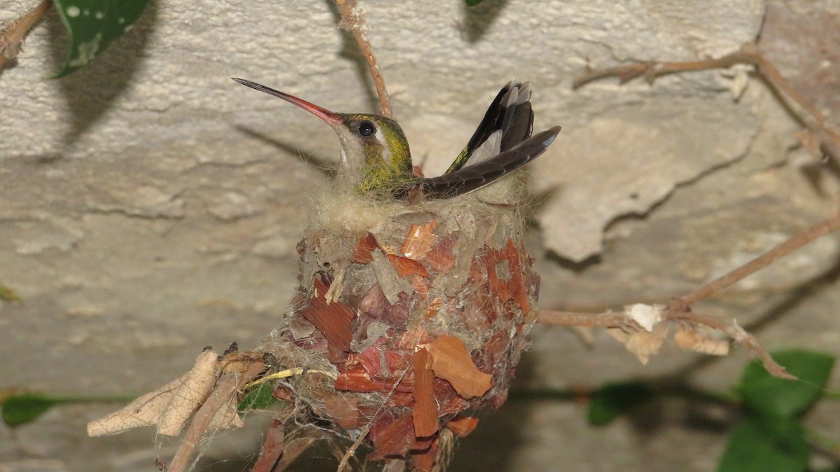 kolibřík lesklobřichý - ML612174575