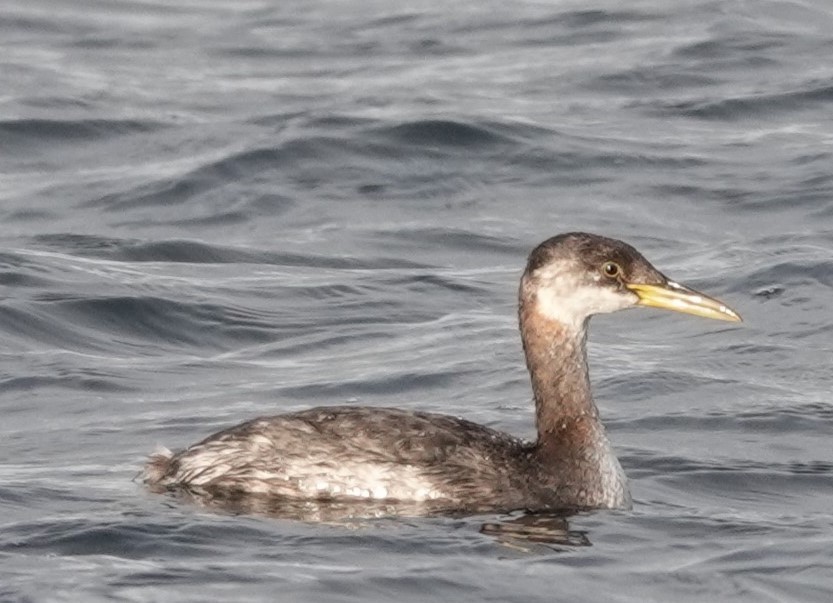Red-necked Grebe - ML612174660