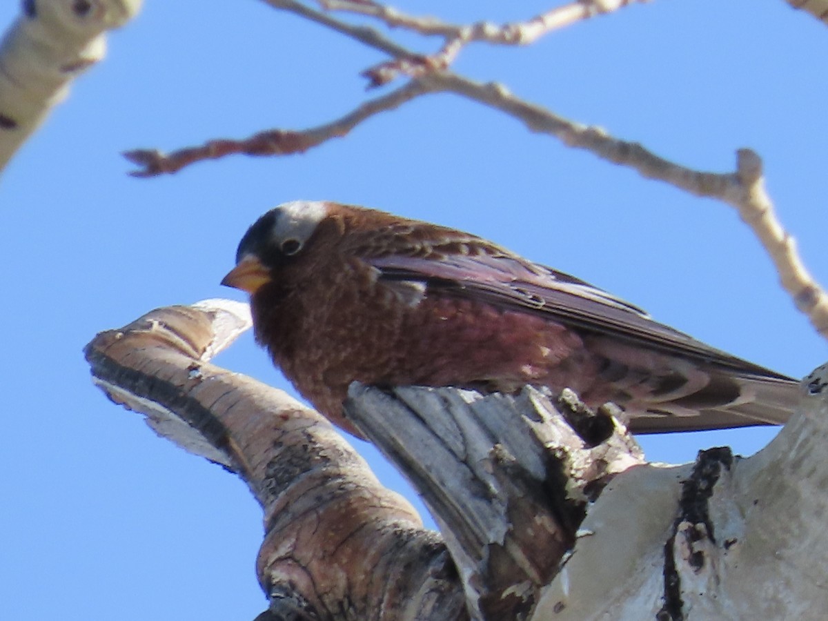 Gray-crowned Rosy-Finch (Gray-crowned) - ML612174851