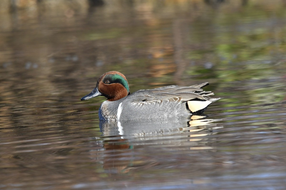 Green-winged Teal - ML612174861