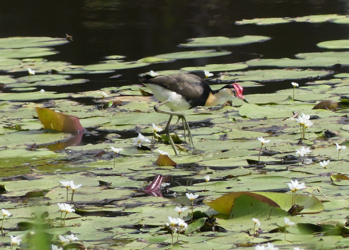 EBird Australia Checklist 13 Dec 2023 Spring Mt Reserve 41 Species