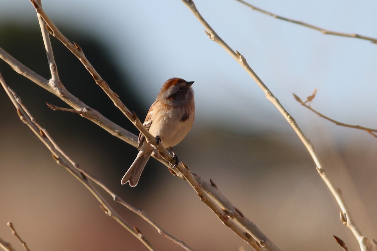 American Tree Sparrow - ML612175275