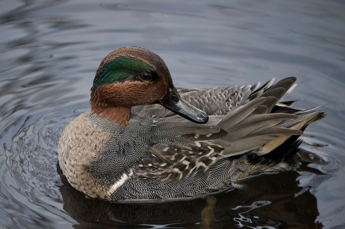Green-winged Teal - ML612175535