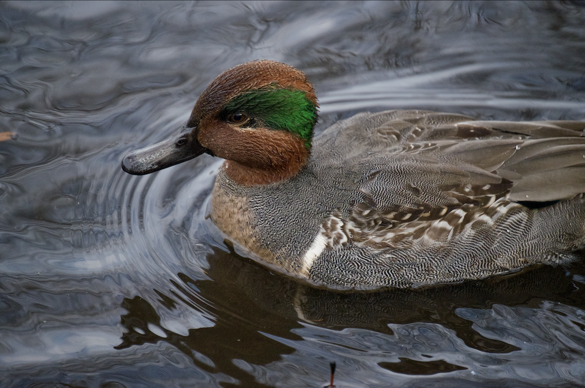 Green-winged Teal - ML612175536
