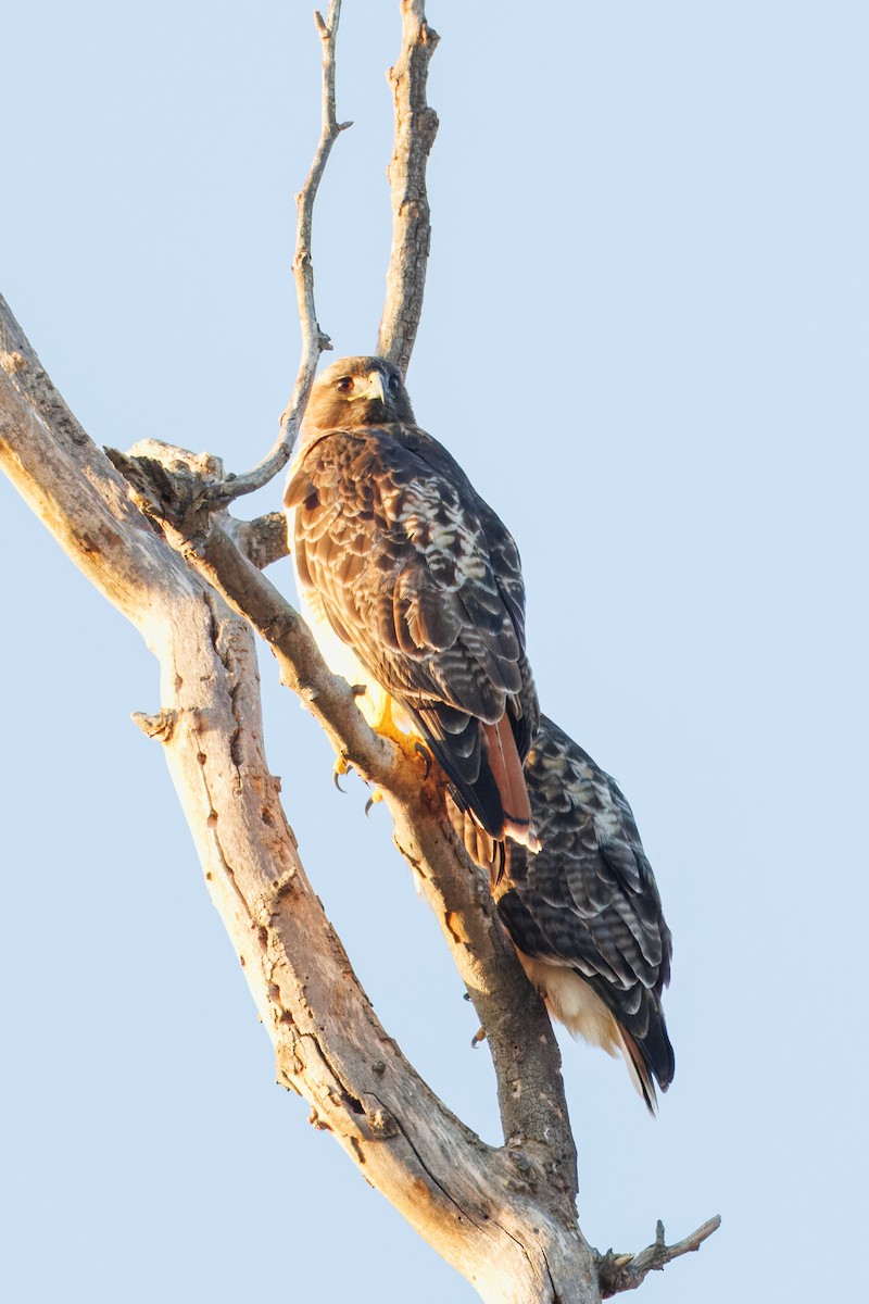 Red-tailed Hawk - ML612175549