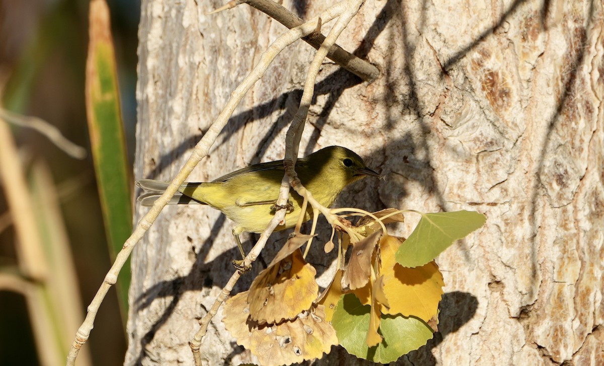 Orange-crowned Warbler - ML612175758