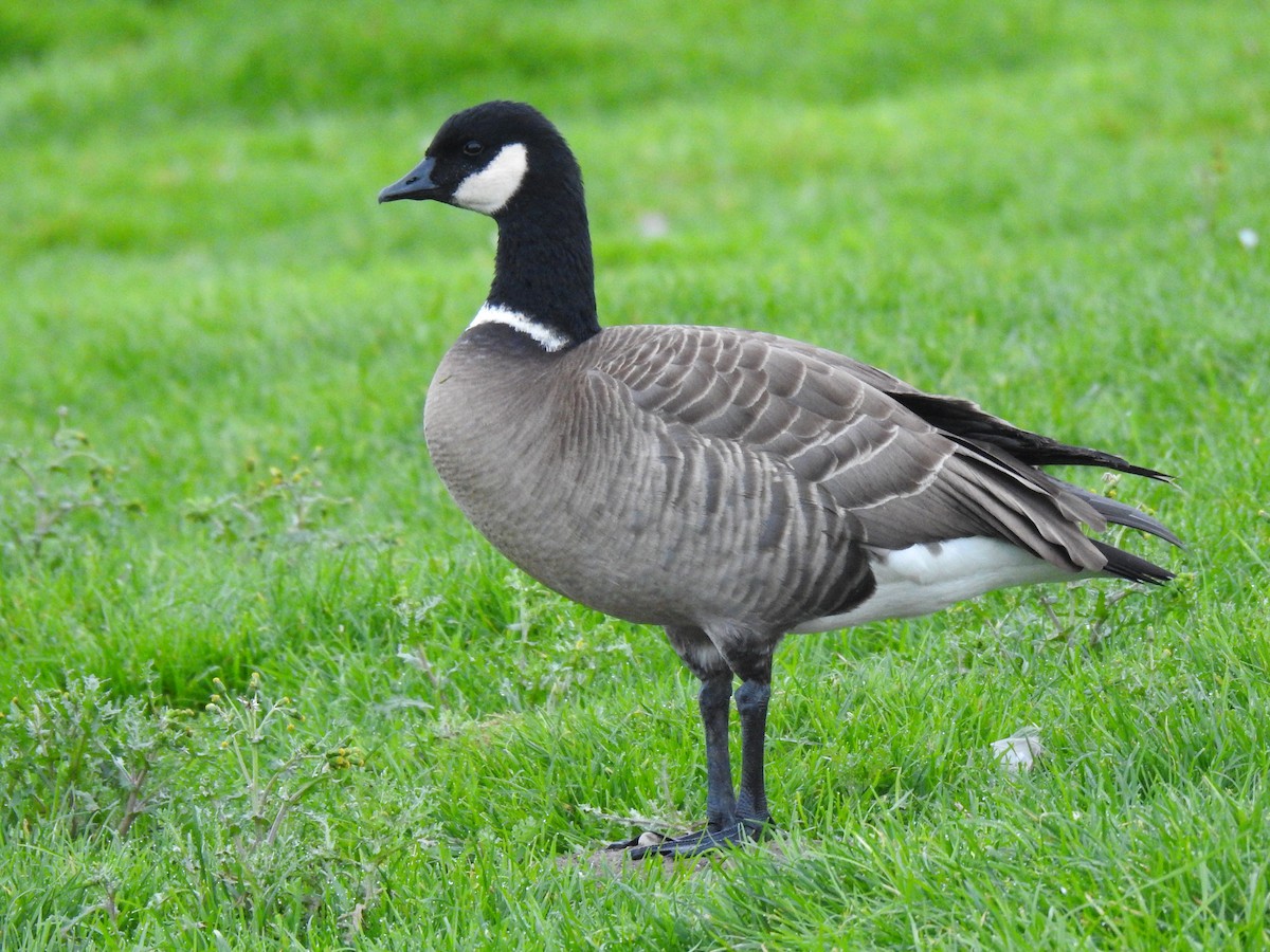 Cackling Goose (Aleutian) - ML612175893