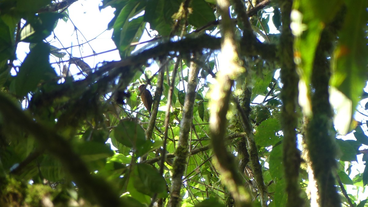 Smoky-brown Woodpecker - ML612175986
