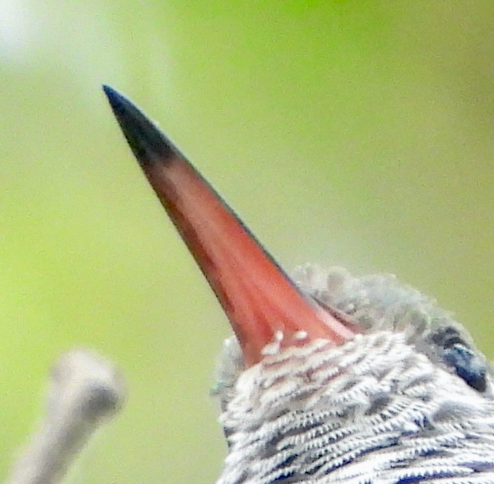 Amazilia Hummingbird - ML612176413