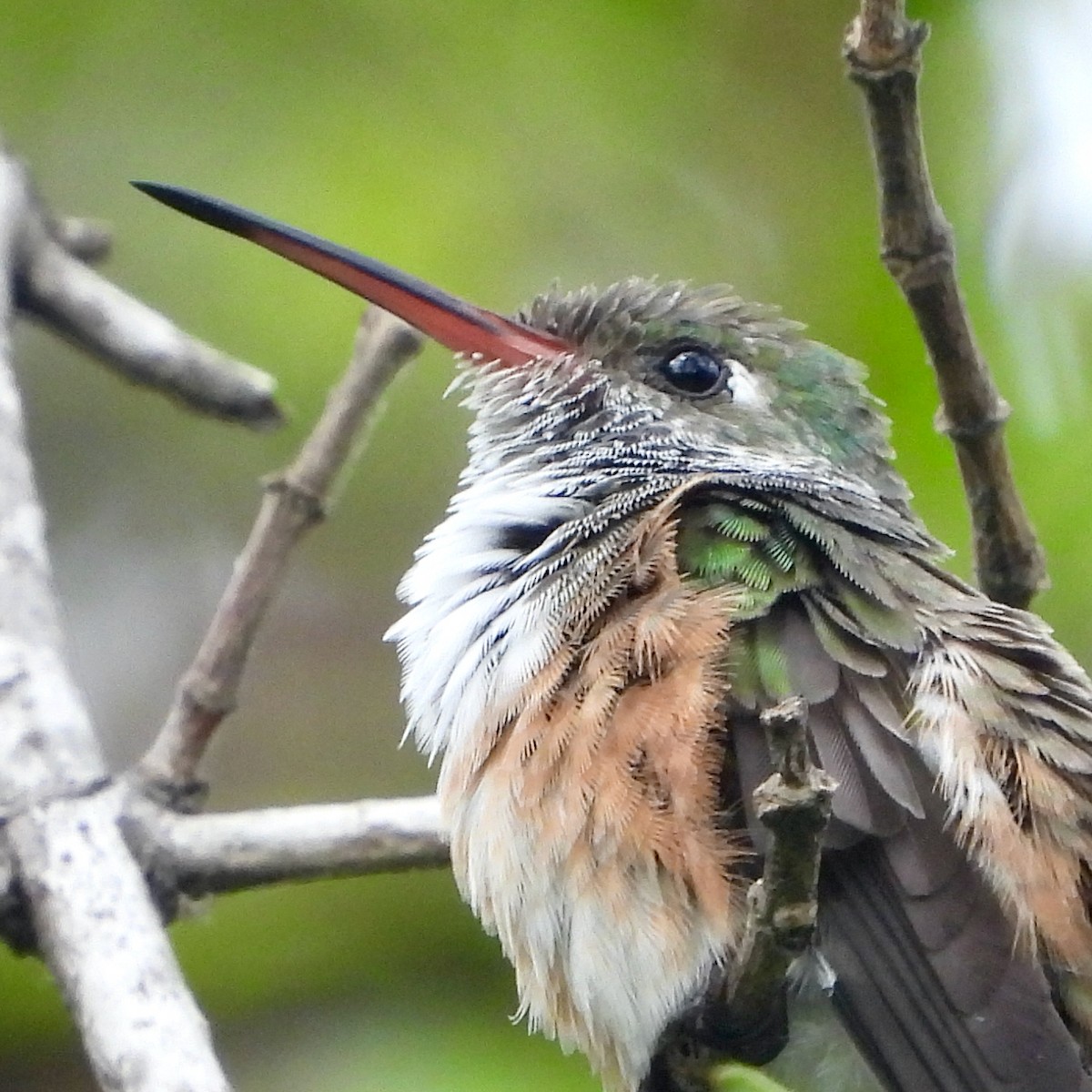 Amazilia Hummingbird - ML612176414