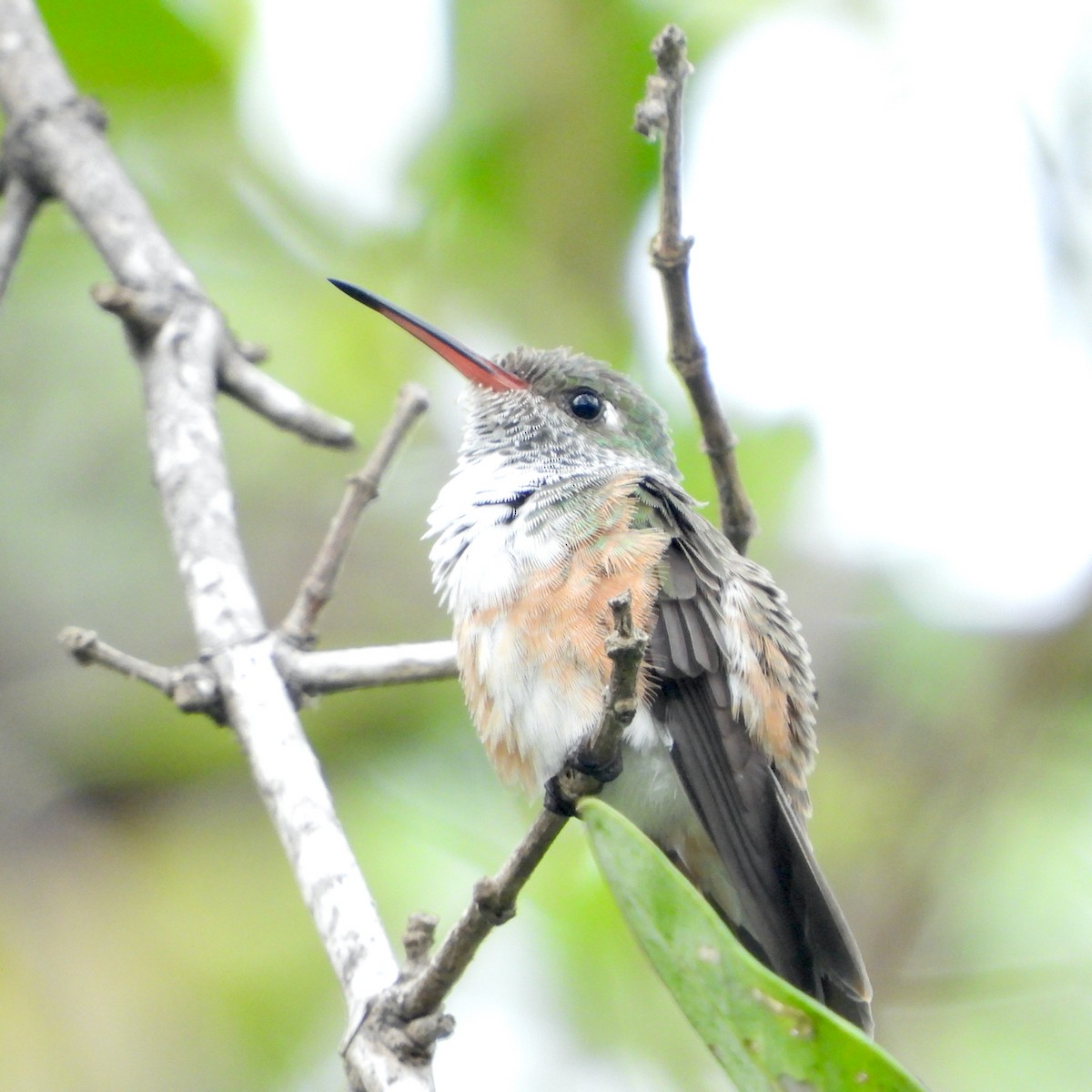 Amazilia Hummingbird - ML612176415