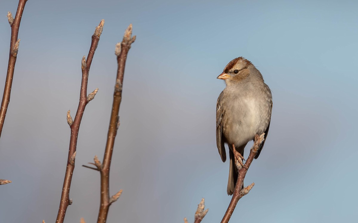 White-crowned Sparrow - Kirk Gardner