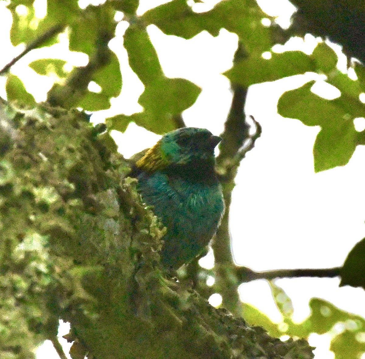 Green-headed Tanager - ML612176495
