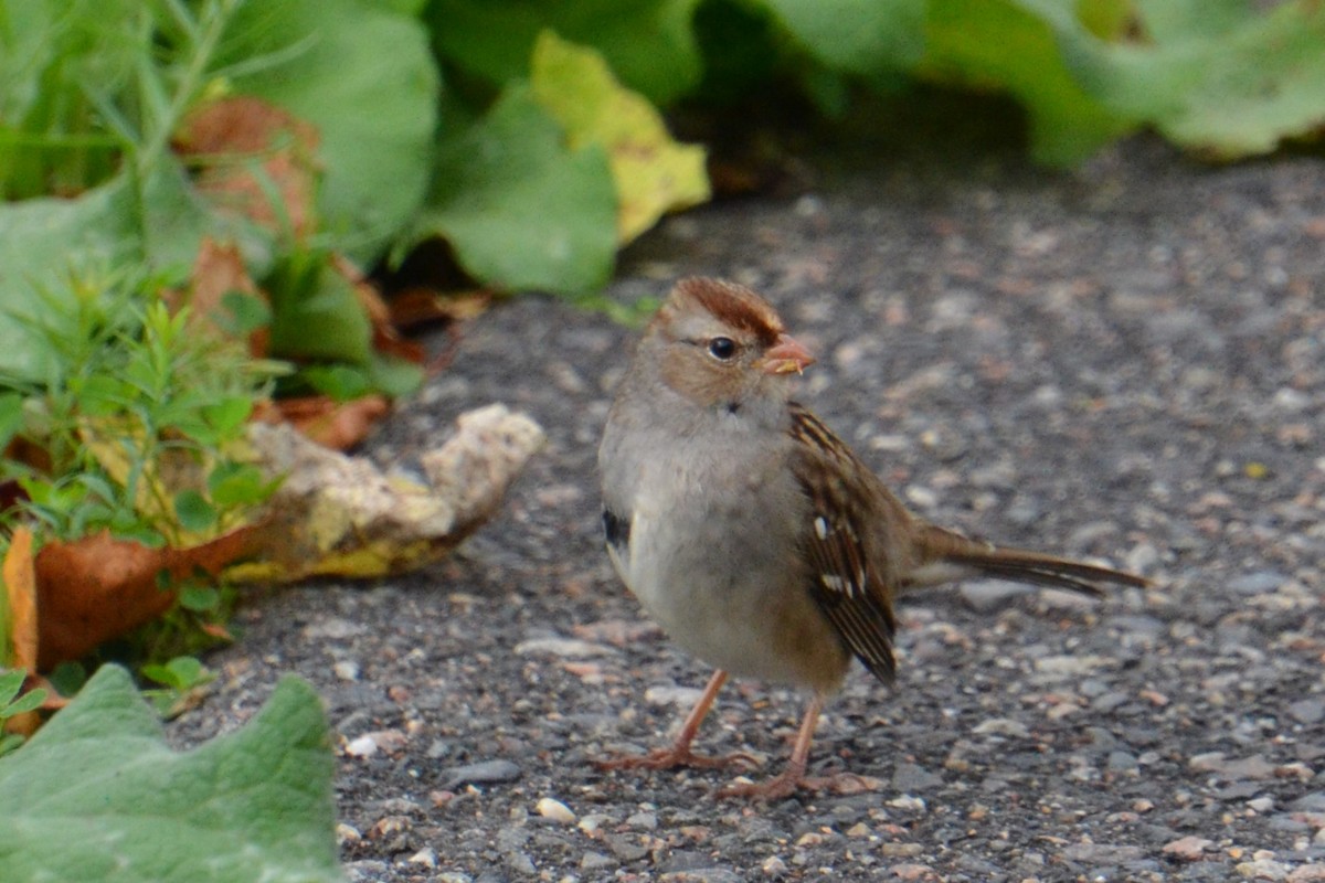 White-crowned Sparrow - ML612176758