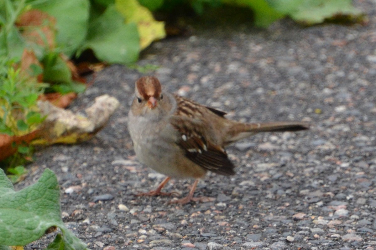 White-crowned Sparrow - ML612176761