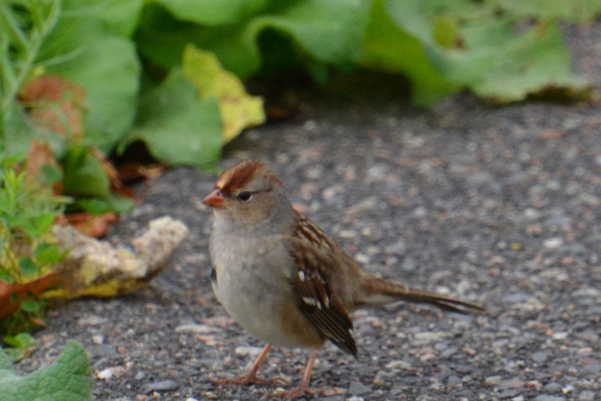 White-crowned Sparrow - ML612176762