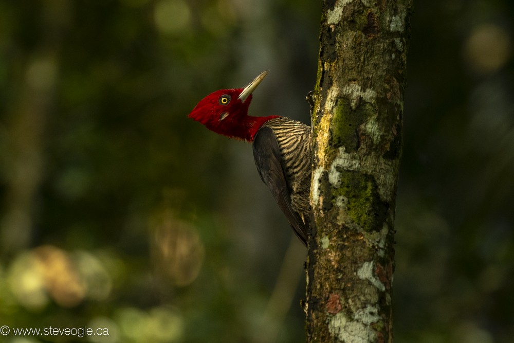 Robust Woodpecker - Steve Ogle