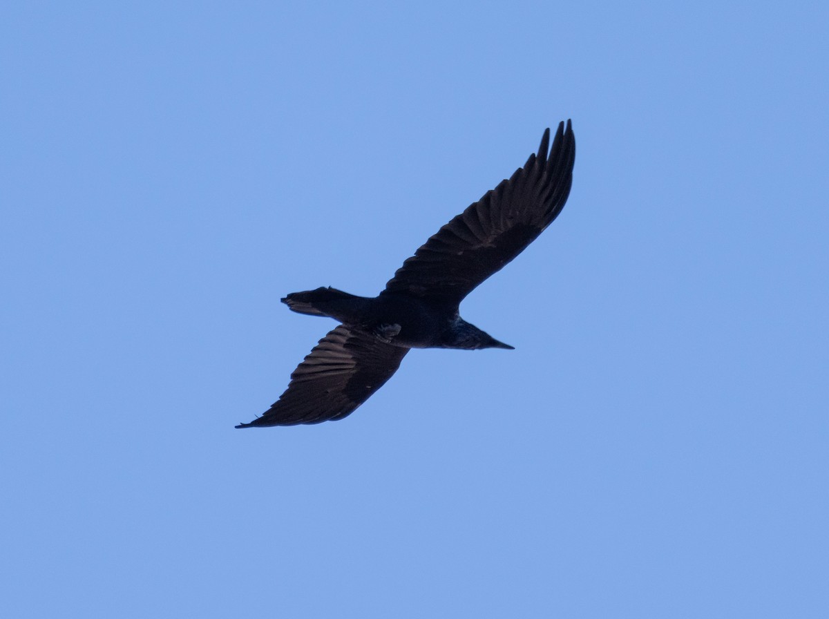 Common Raven - ML612176999