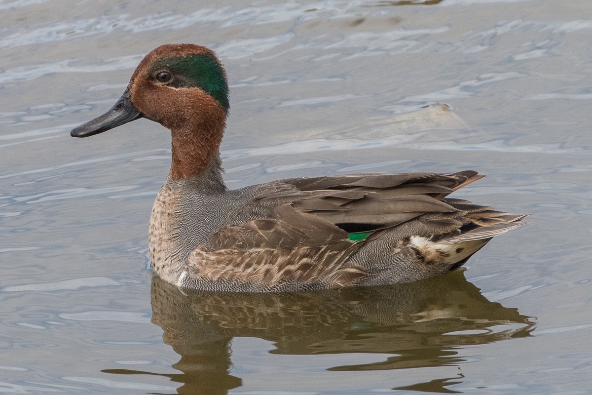 Green-winged Teal - ML612177136