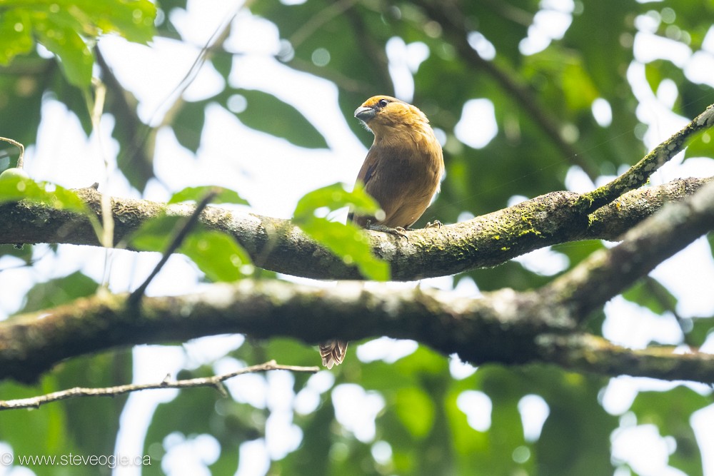Brown Tanager - ML612177231