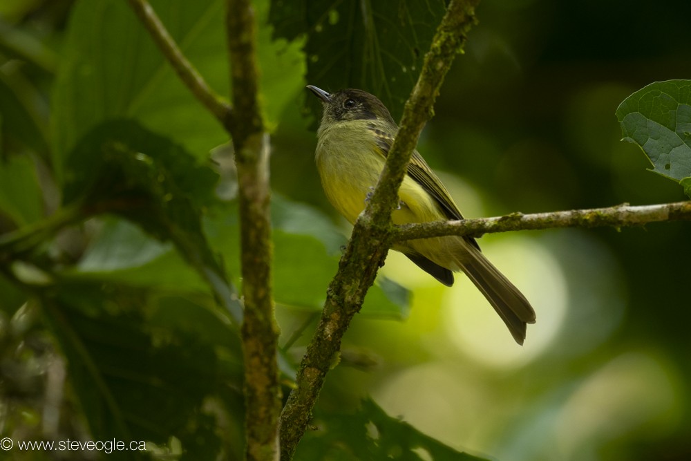 Sepia-capped Flycatcher - ML612177249
