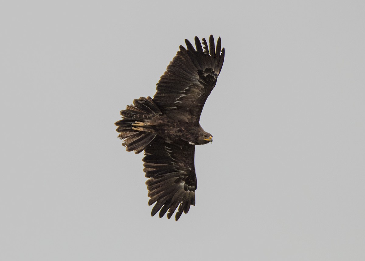 Lesser Spotted Eagle - ML612177406