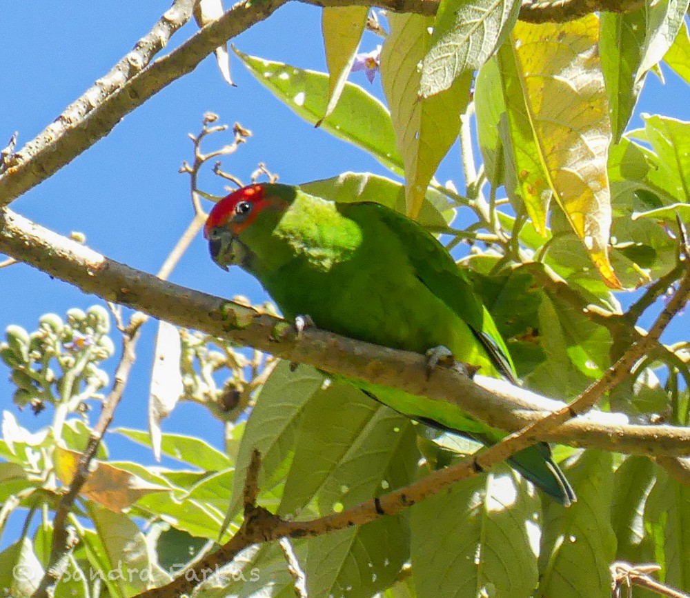 Pileated Parrot - ML612177611