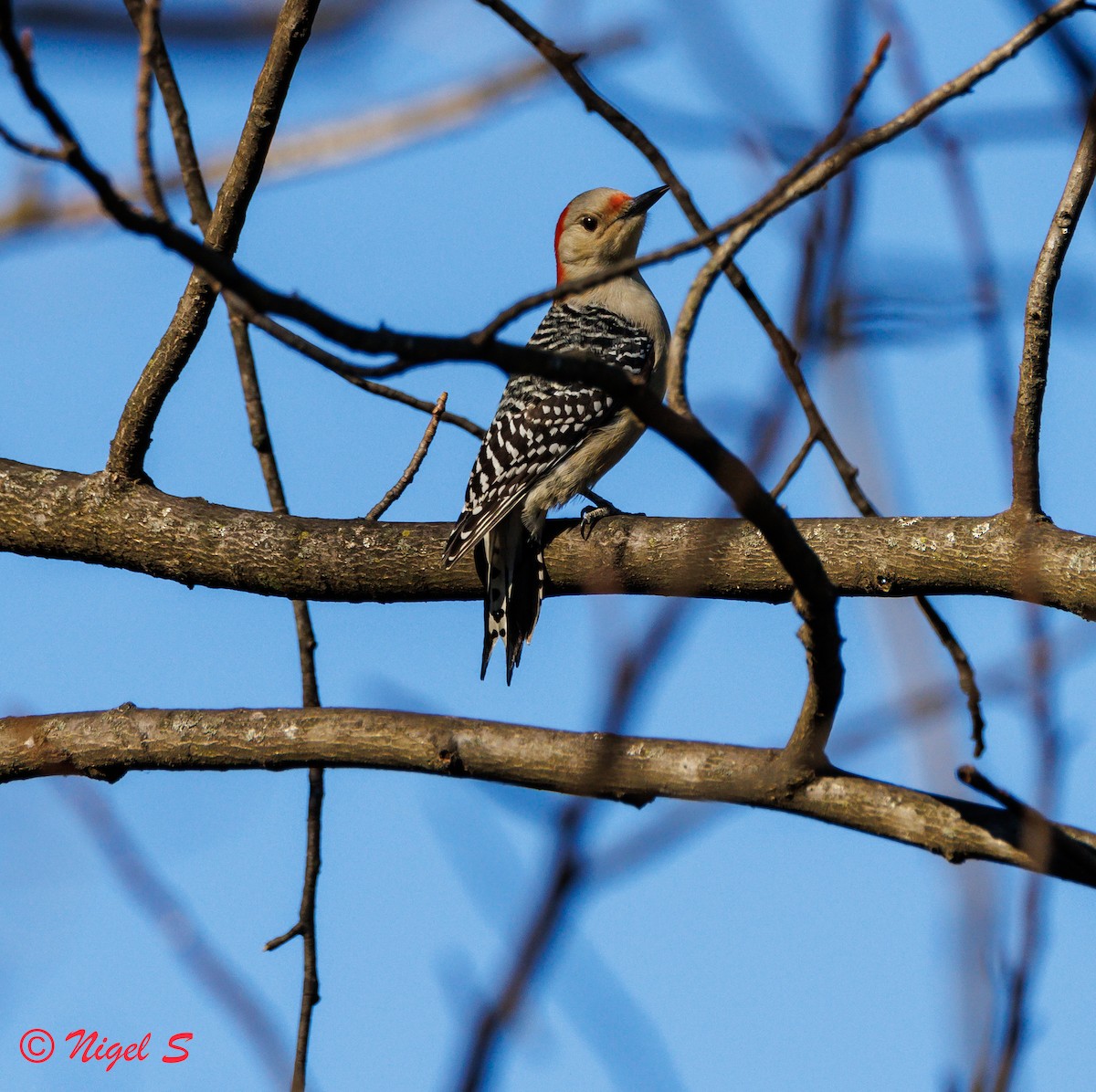 Maryland-DC Breeding Bird Atlas Checklist - 12 Dec 2023 - Kings