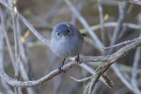 California Gnatcatcher - eBird