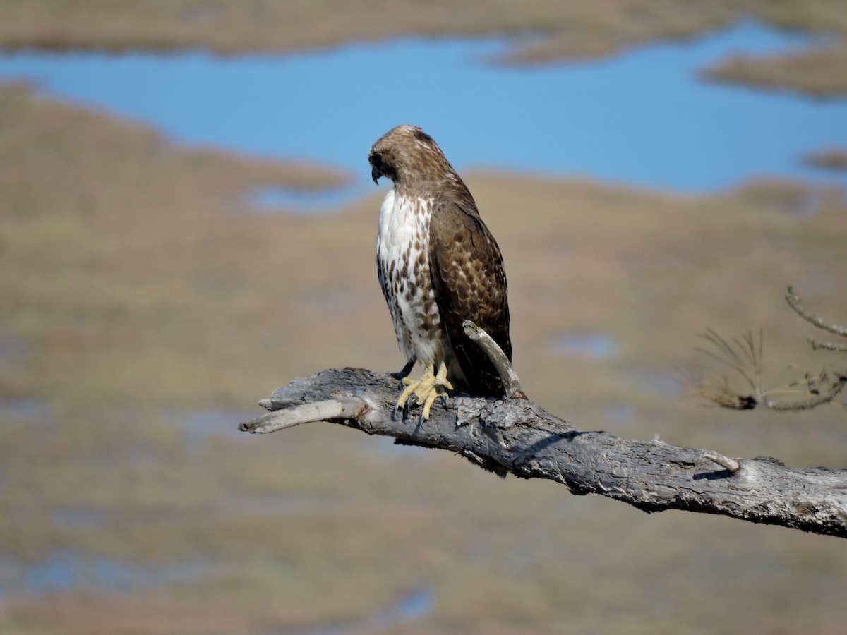 Red-tailed Hawk - ML612178781