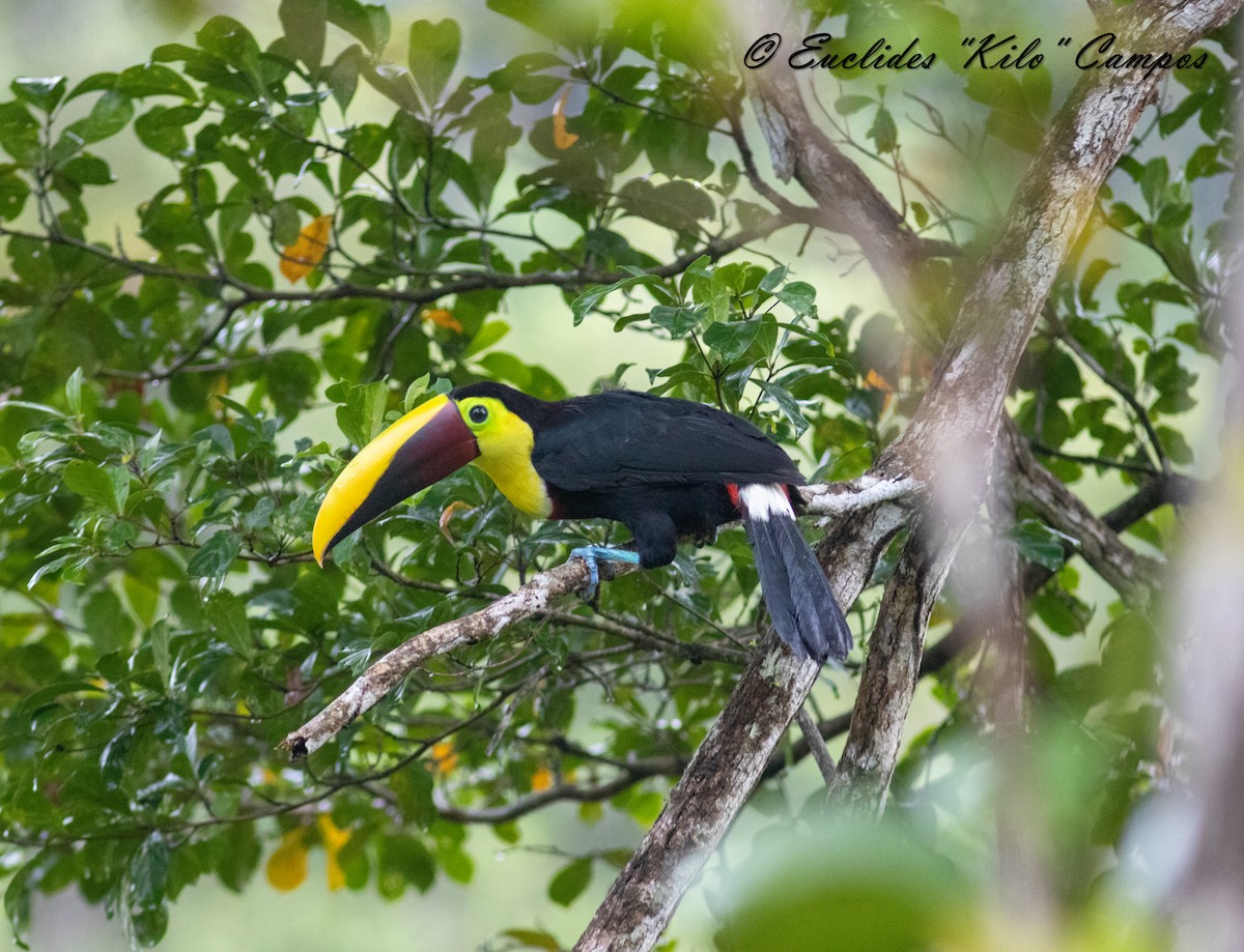 Yellow-throated Toucan (Chestnut-mandibled) - ML612179441