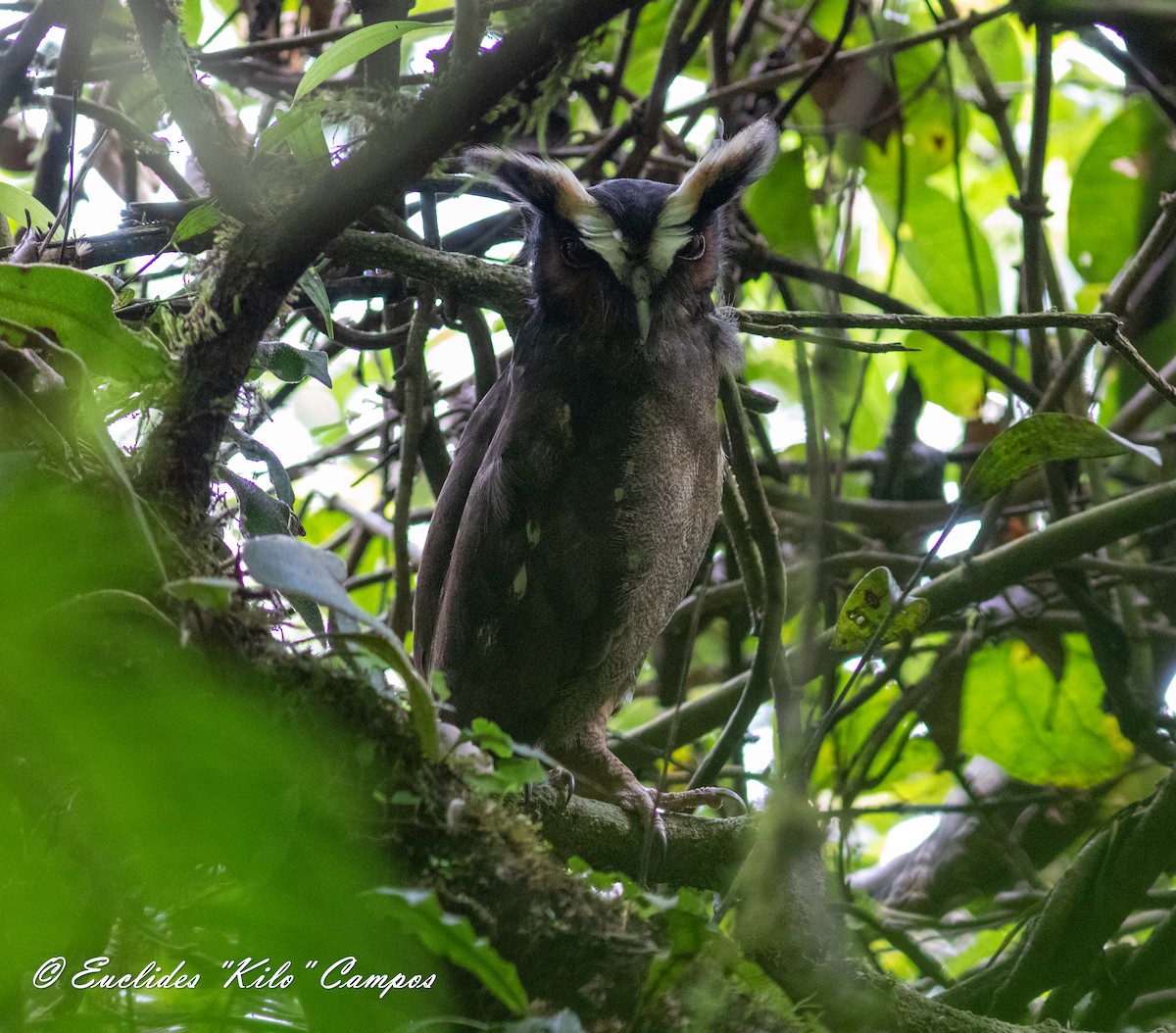 Crested Owl - ML612179538