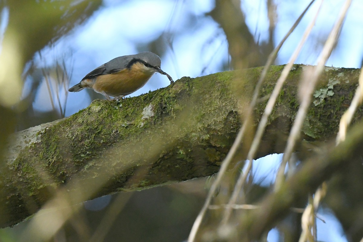Eurasian Nuthatch (Chinese) - ML612179783