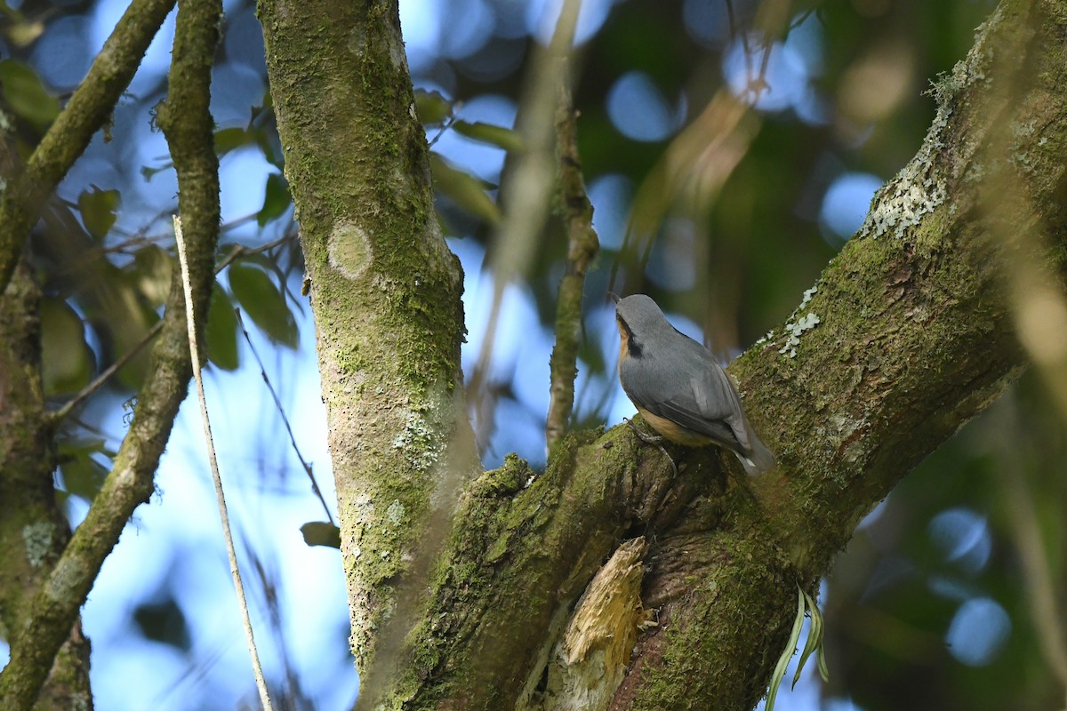 Eurasian Nuthatch (Chinese) - ML612179784