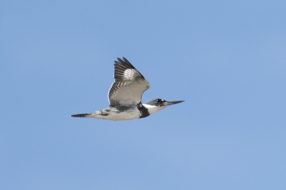 Belted Kingfisher - ML612180141