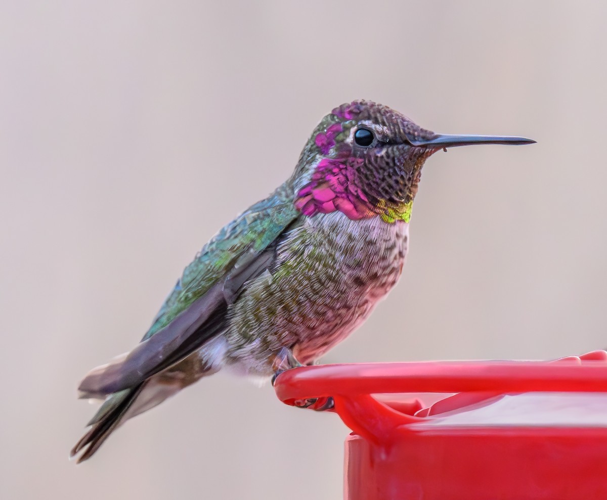 Anna's Hummingbird - ML612180206