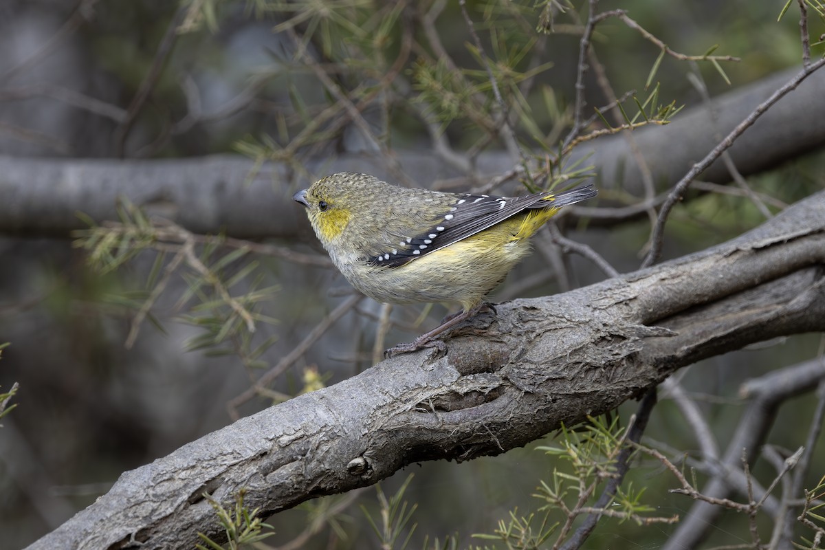 Forty-spotted Pardalote - ML612180535