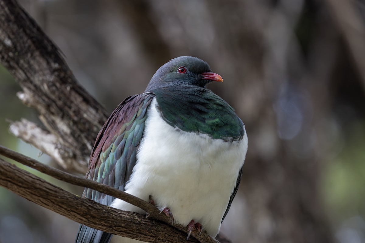 New Zealand Pigeon - ML612180699