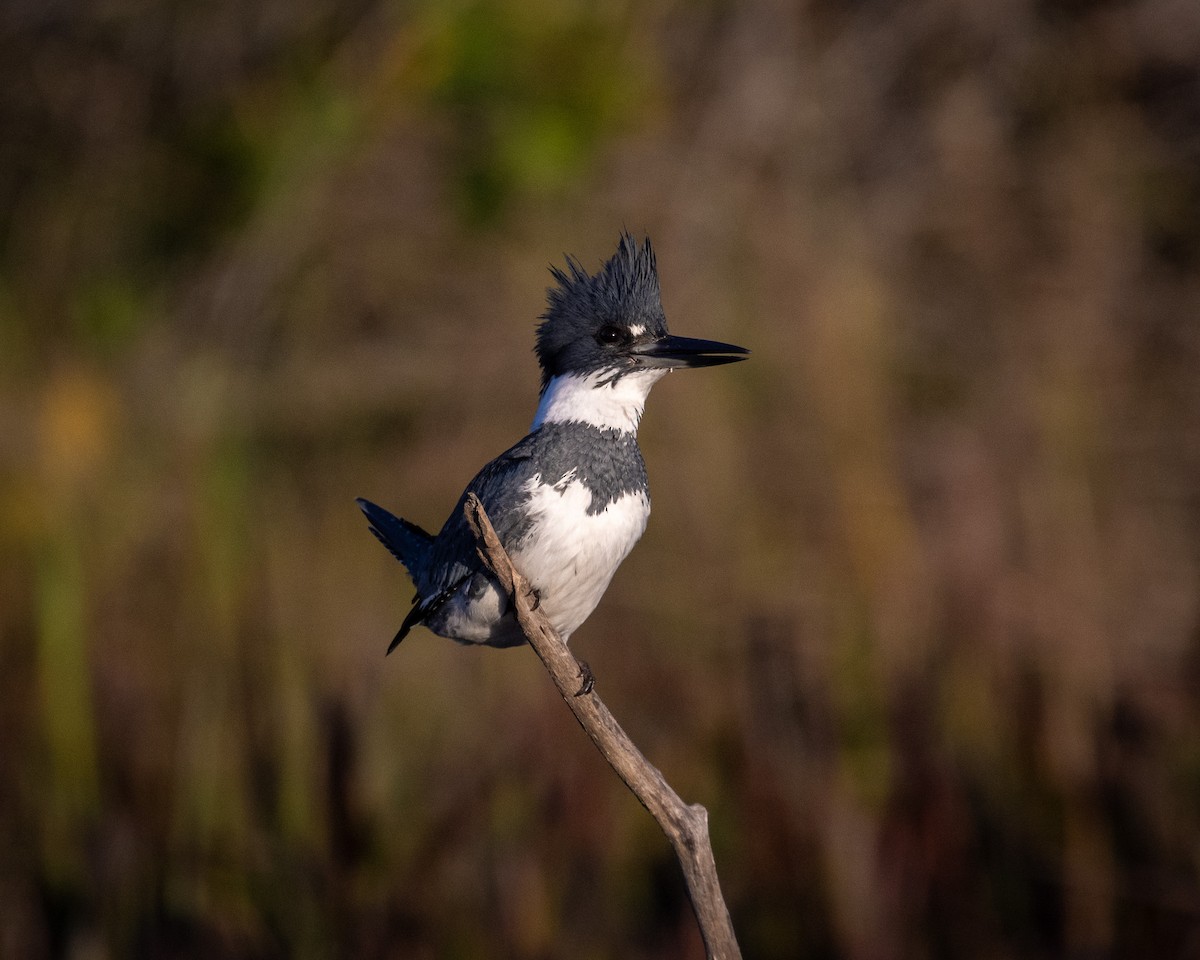 Belted Kingfisher - ML612180786