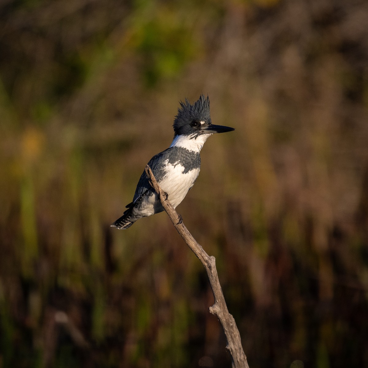 Belted Kingfisher - ML612180793